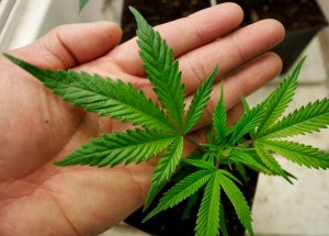 Marijuana Evaluations Annapolis