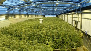 Maryland Medical Marijuana Grow
