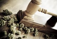 Maryland Marijuana Industry continues on