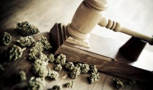 Maryland Marijuana Industry continues on